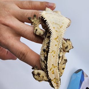 트라이 젠젝스 익스트림할리퀸 핀스트라이프