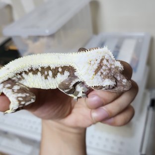 릴잔틱 솔리드백