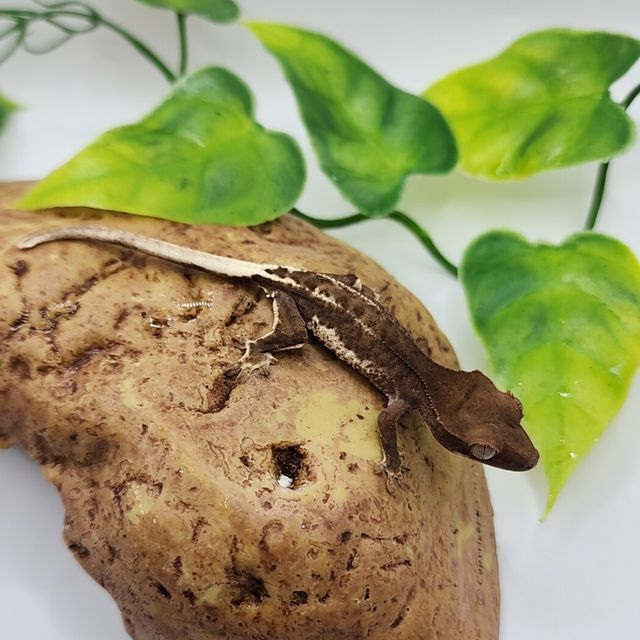 프라푸치노 팬텀
