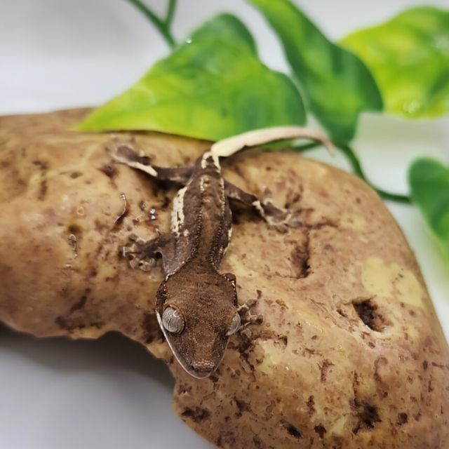프라푸치노 팬텀