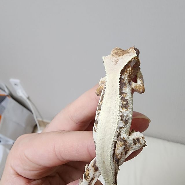 릴리 세이블