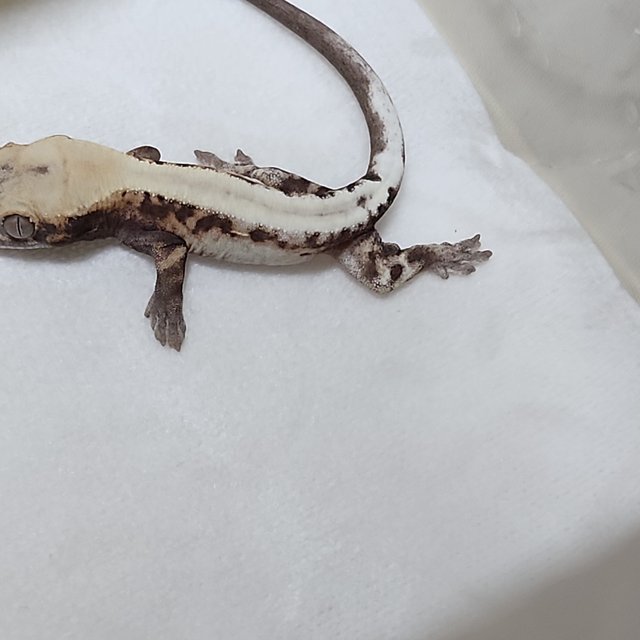 슈퍼세이블 릴리