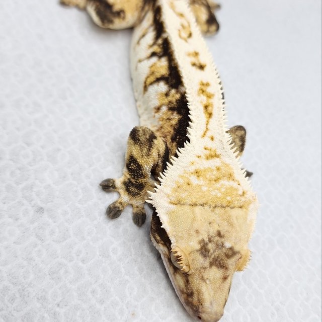 트라이 쿼드 풀핀 노멀