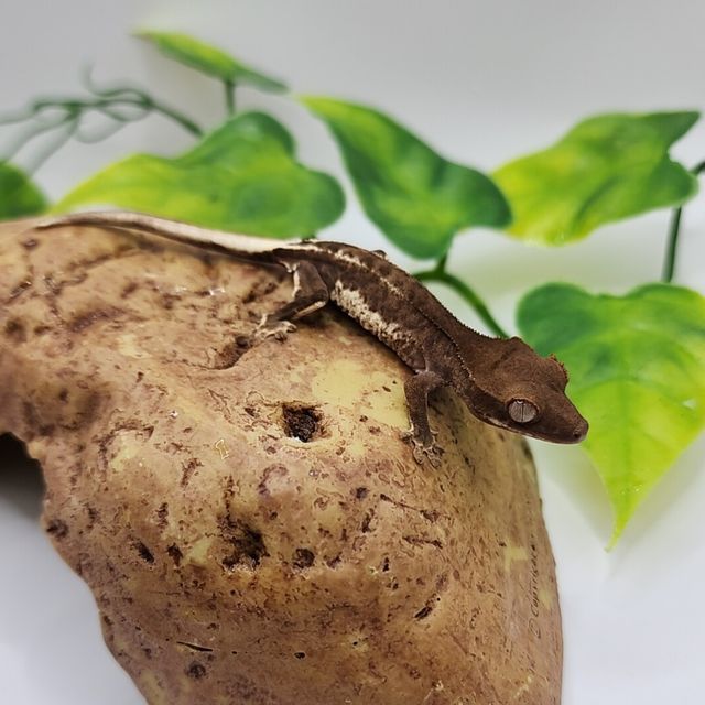 프라푸치노 팬텀