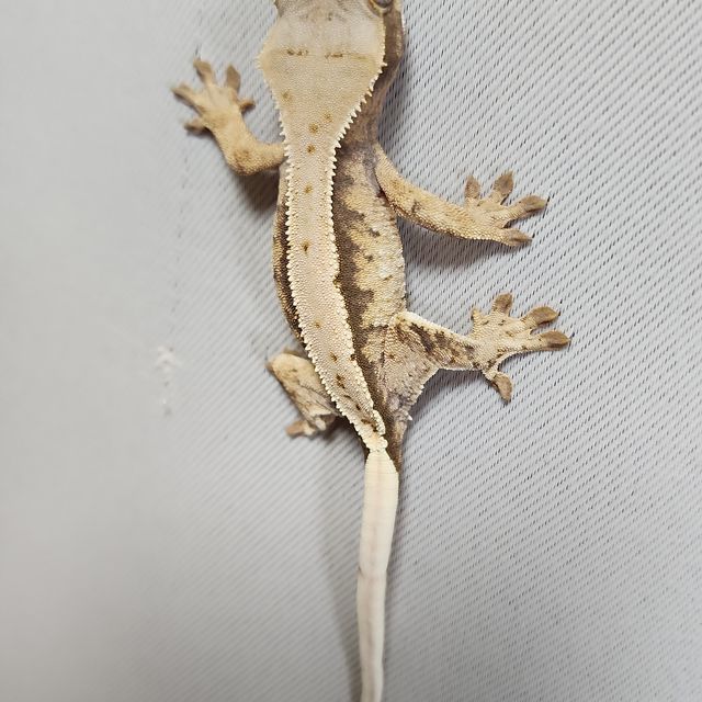 노멀 트라이 익스트림할리퀸