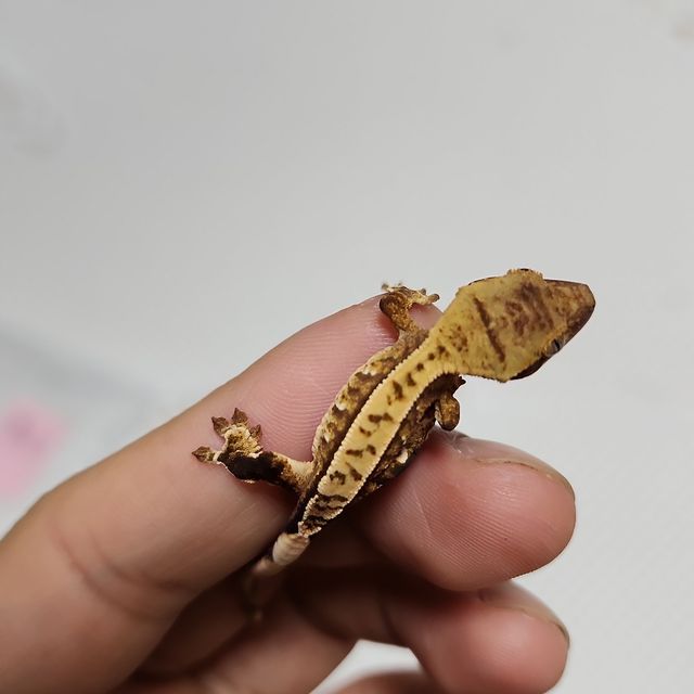 트라이 익스트림할리퀸