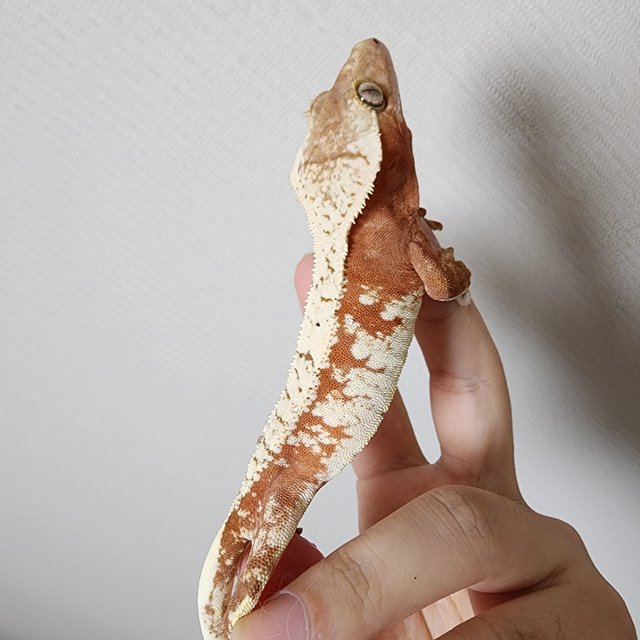 노멀 익스트림할리퀸 레드 화이트스팟