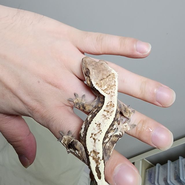 세이블 드리피