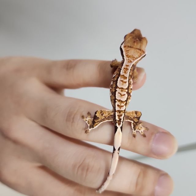 트라이 익스트림할리퀸