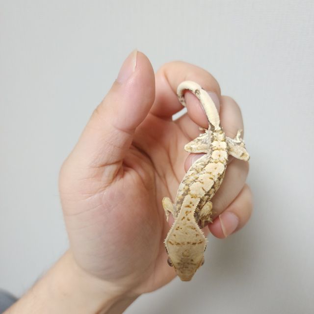 트라이 익스트림할리퀸