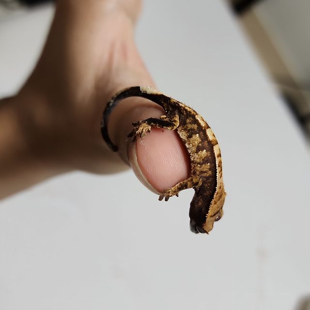 트라이 익스트림할리퀸
