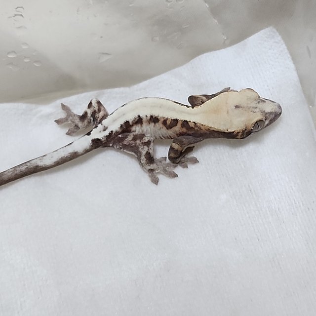 슈퍼세이블 릴리