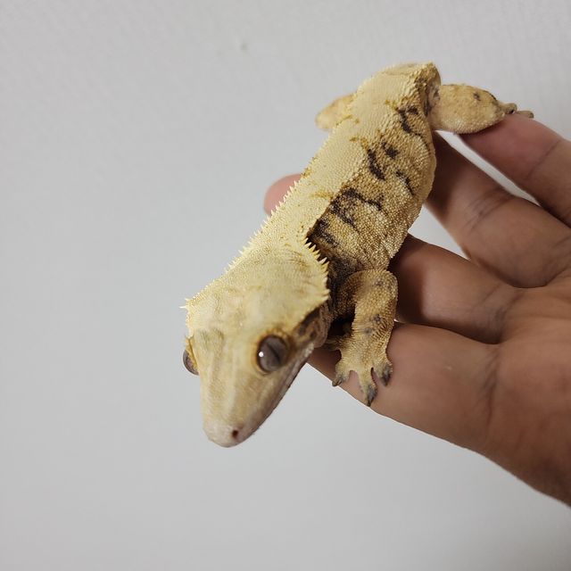 트라이 익스트림할리퀸