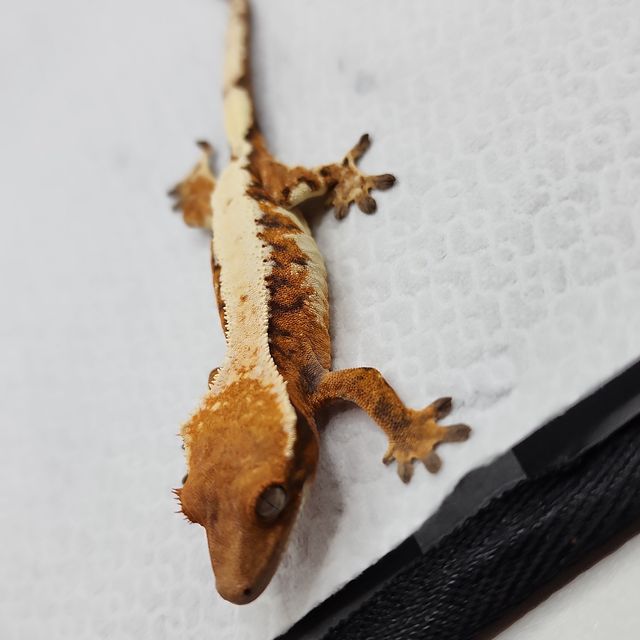 세이블 드리피