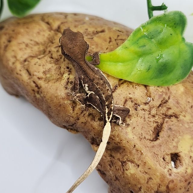 프라푸치노 팬텀
