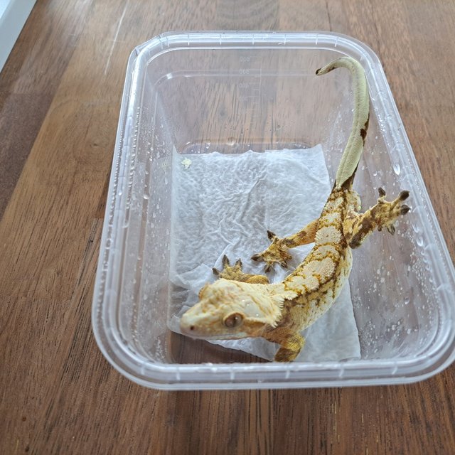 트라이 익스트림할리퀸