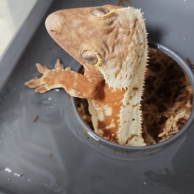 노멀 익스트림할리퀸 레드 화이트스팟