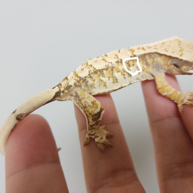 트라이 익스트림할리퀸
