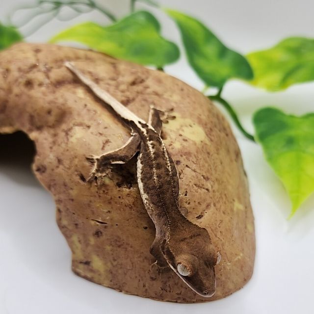 프라푸치노 팬텀
