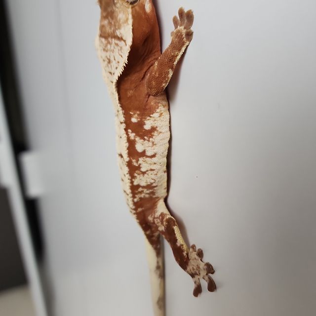트라이 익스트림할리퀸 레드