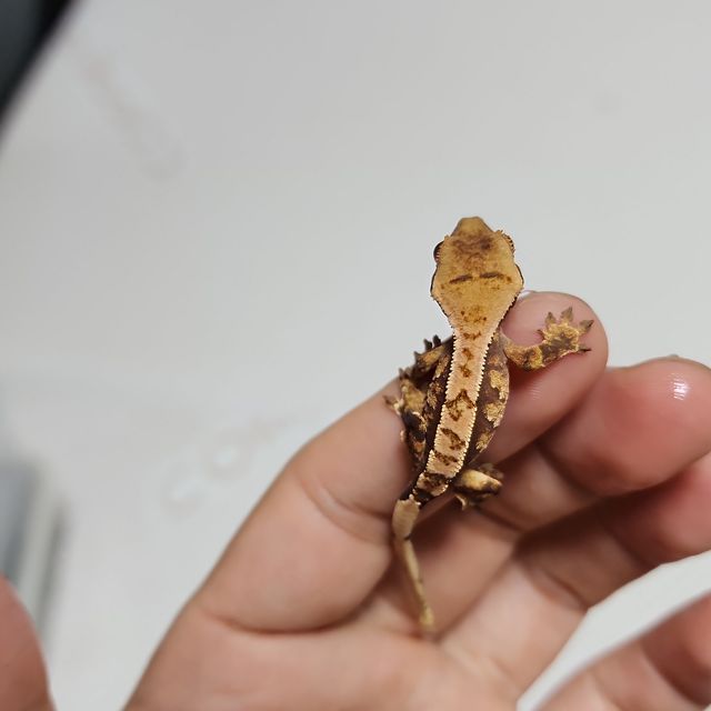 익스트림할리퀸 트라이