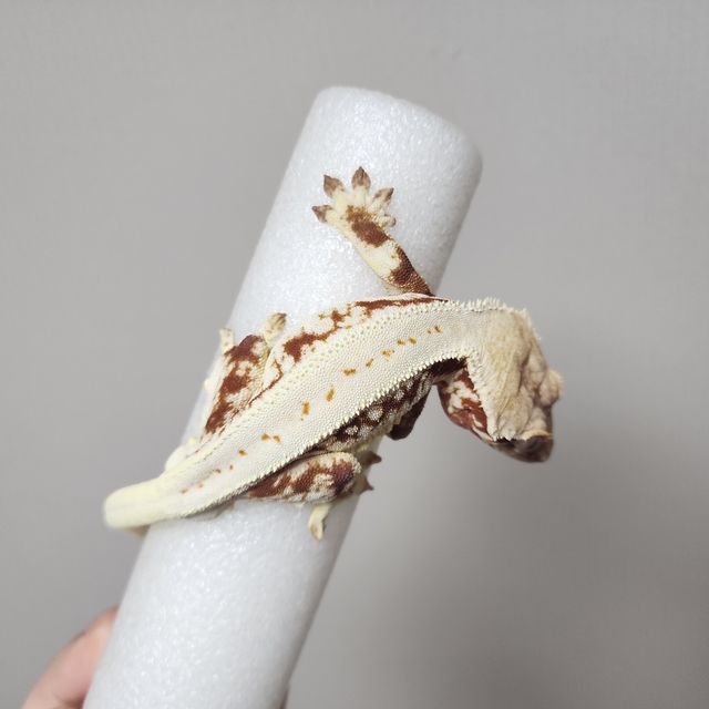 릴리화이트 레드
