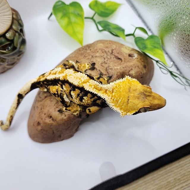 트라이 바브 화이트핀 익스트림할리퀸 텐저린