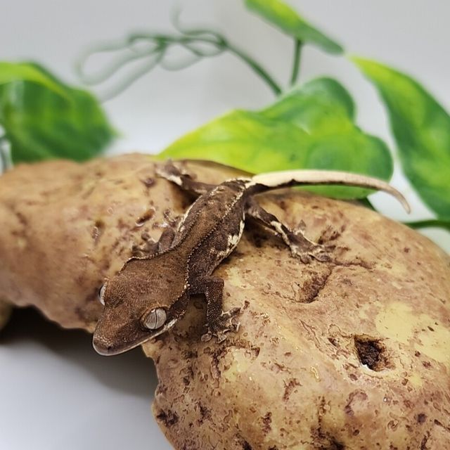 프라푸치노 팬텀