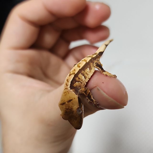 익스트림할리퀸 트라이