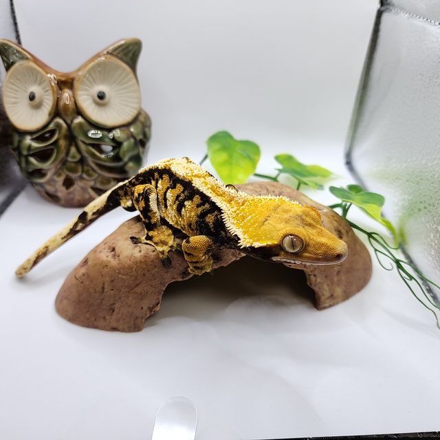 트라이 바브 화이트핀 익스트림할리퀸 텐저린