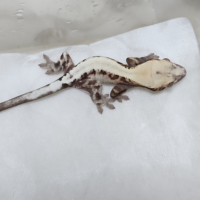 슈퍼세이블 릴리