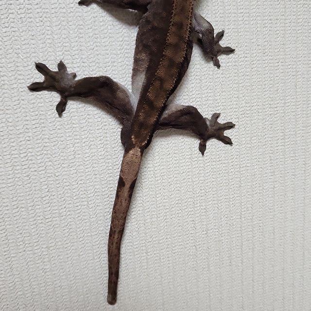 챠콜 카푸치노