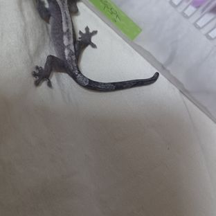 루왁