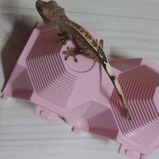 카푸치노 챠콜