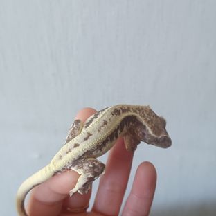 프라푸치노