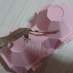 카푸치노 챠콜