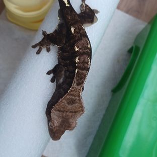 카푸치노