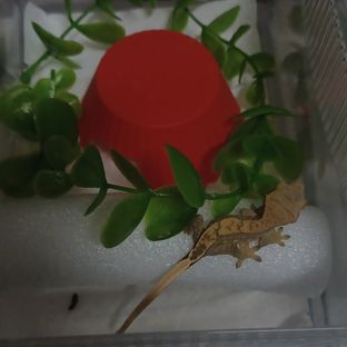 릴리화이트