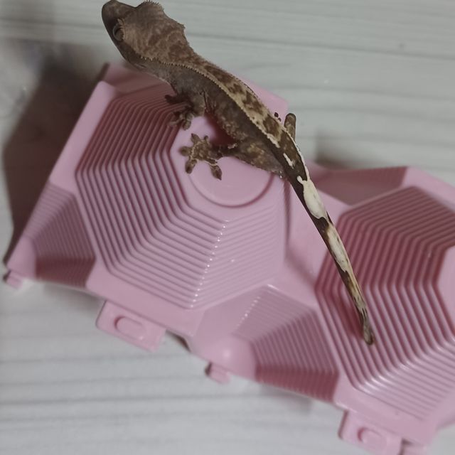 카푸치노 챠콜