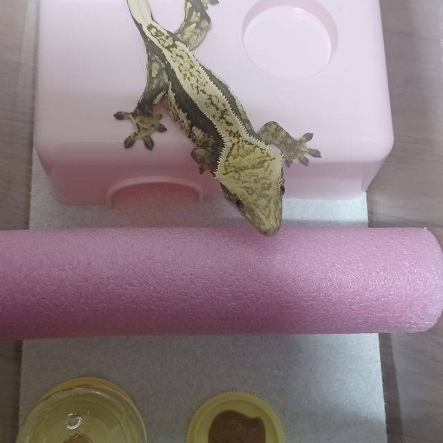 쿼드