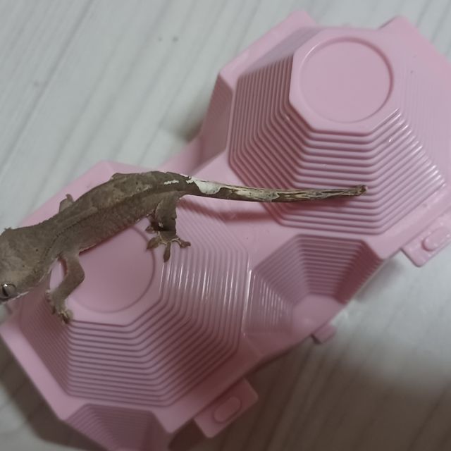 카푸치노 챠콜