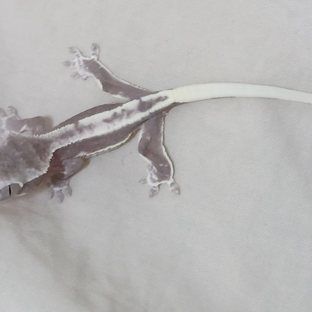 릴잔틱