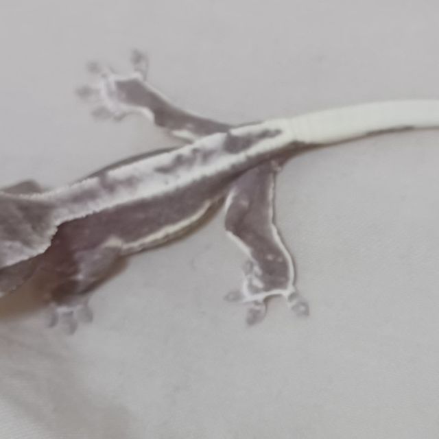 릴잔틱