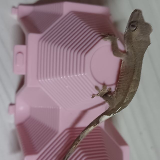 카푸치노 챠콜