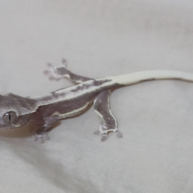 릴잔틱