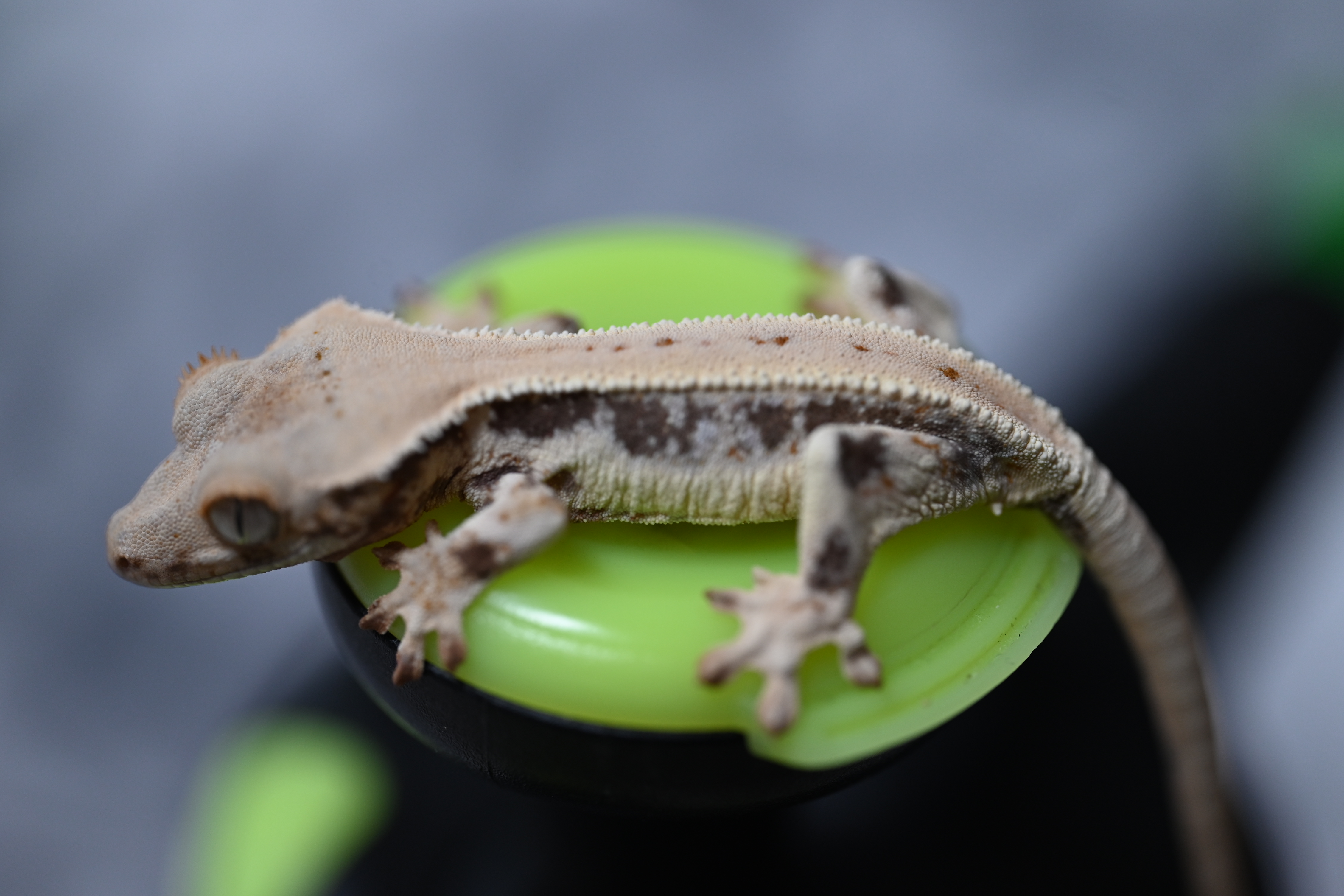 떡잎마을크레세상