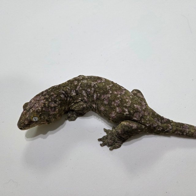 하이 컬러 트루 컬러