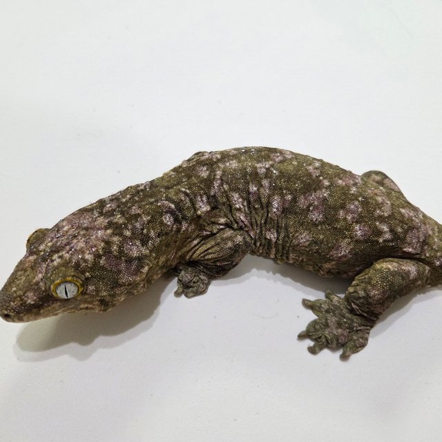 하이 컬러 트루 컬러