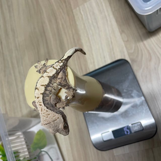 노멀 트라이 익스트림할리퀸