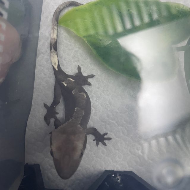 아잔틱
